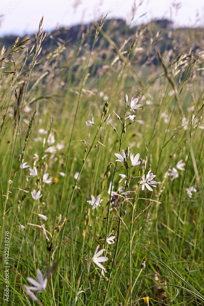 Obraz premium Anthericum liliago flower in its natural habitat, bathed in warm evening light. 