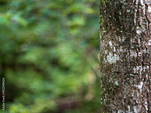 Oak tree trunk with green moss