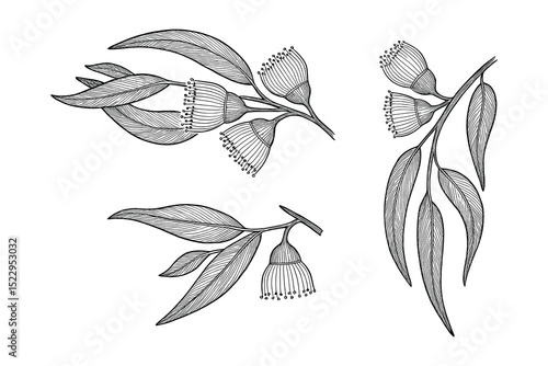 Detailed vector illustration of eucalyptus. Aromatic plant, perfect for botanical designs.