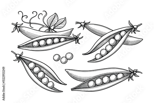 Detailed vector illustration of pea pods. A fresh and healthy vegetable for your designs.