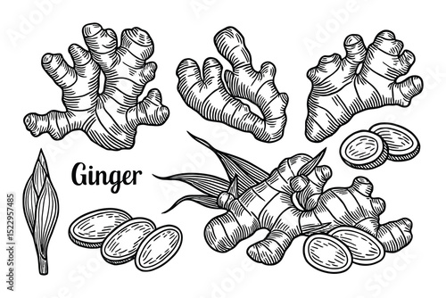 Detailed vector illustration of ginger roots. Perfect for food or spice themed designs.