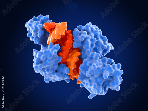 Argonaute protein complexed with double stranded microRNA. Guide miRNA  strand  in red.