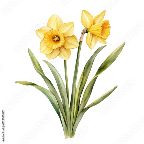 watercolor vector of A Daffodil Plant, high quality, isolated on a white background.