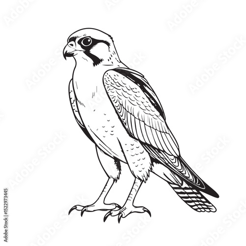 Black and white illustration of a kestrel bird