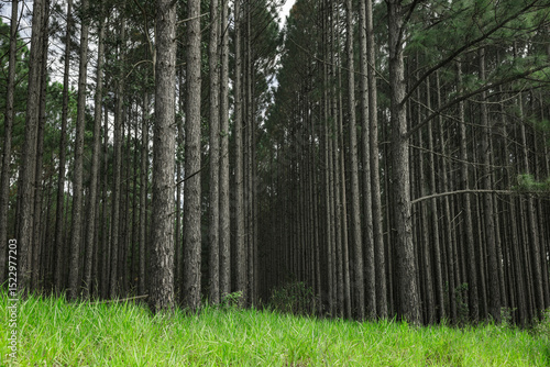 Wald aus Kiefern im Hinterland von sunshine Coast, australien