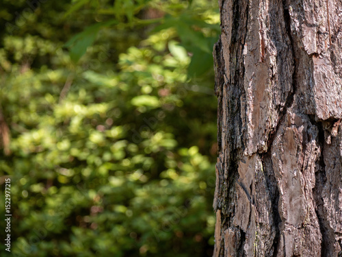  pine tree bark background