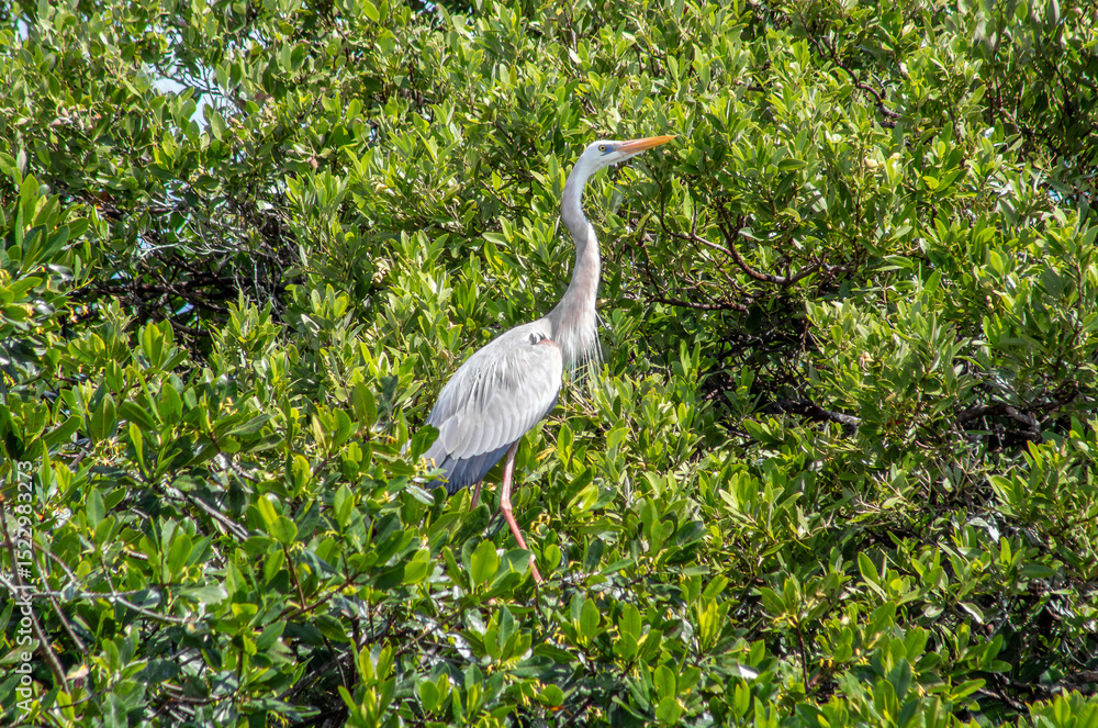 Fototapeta premium Great blue heron with large neck and yellow beak standing in a tropical mangrove tree surrounded by green leaves on a sunny day in Sian kaan national park near Tulum