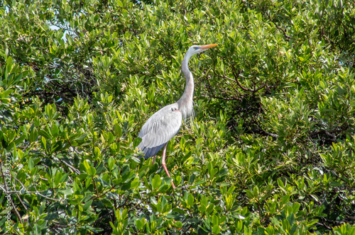 Great blue heron with large neck and yellow beak standing in a tropical mangrove tree surrounded by green leaves on a sunny day in Sian kaan national park near Tulum