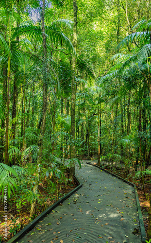 Pfad im Nuderim Rein Forest im Hinterland von Sunshine Coast, Australien