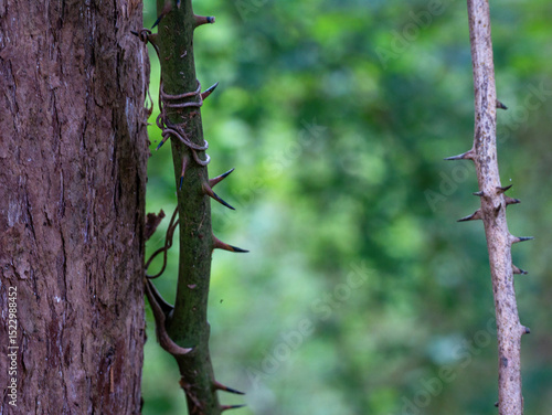 Cypress tree trunk with  a thorny vine and green leaves in the background