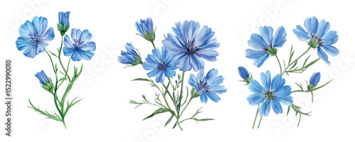 Watercolor set of blue wildflowers png. Flowers of cornflower, chicory and other blue meadow flowers. Concept of rural nature, field, meadow etc. Vector illustration.