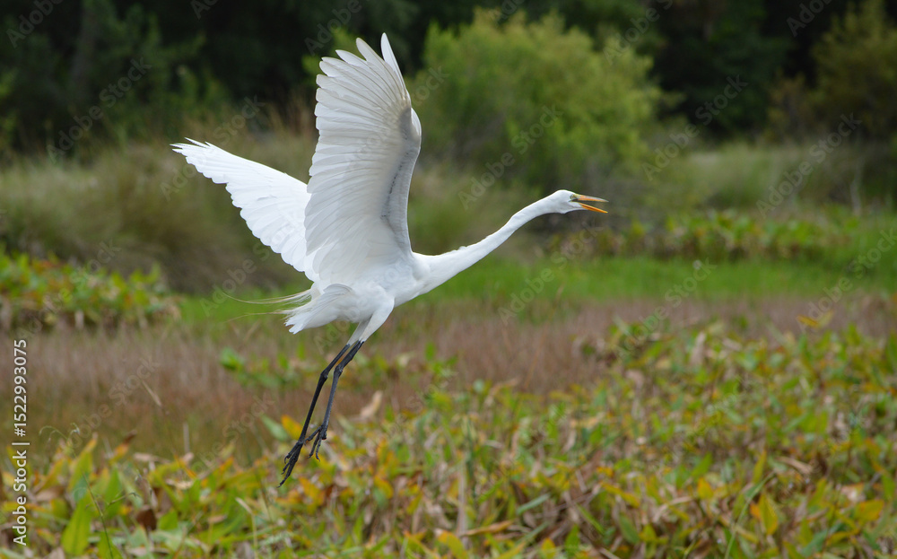 Right-side view of a snowy egret taking flight from the left at the nature preserve marsh grounds, both wings up, neck stretched, beak open, and green breeding colors on its face. Right-side view of a snowy egret taking flight from the left at the nature preserve marsh grounds, both wings up, neck stretched, beak open, and green breeding colors on its face.