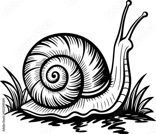 detailed black and white illustration of a snail on grass intricate shell design, nature and wildlife art