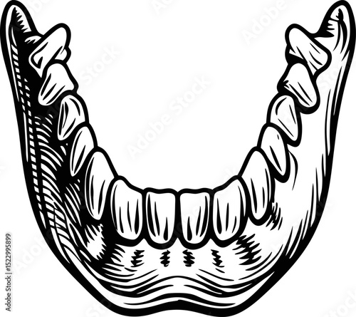 illustration of human jawbone with teeth in vintage engraving