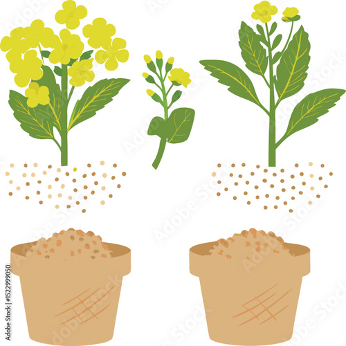 Rapeseed plants in different stages of growth with seeds and pots