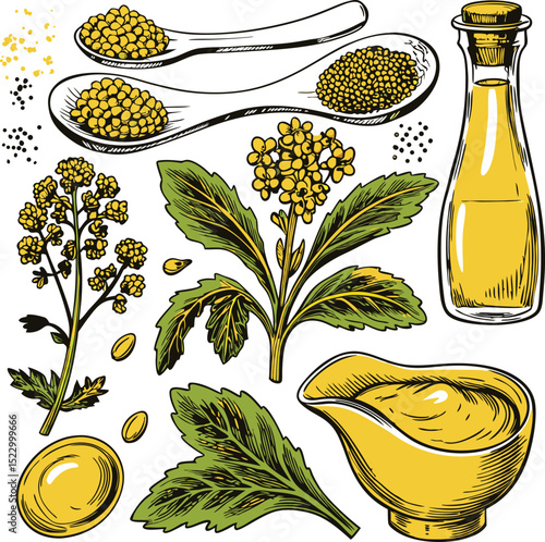 Mustard set with plant seeds oil and sauce in vintage style