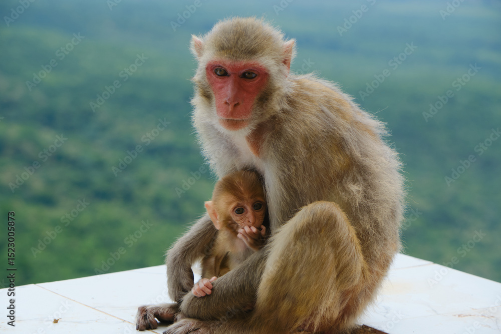 Naklejka premium Monkeys in Myanmar