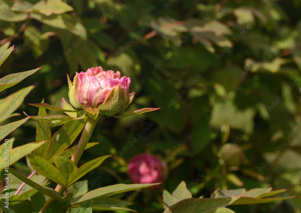 Obraz premium Small pink peony bud on green background, selective focus