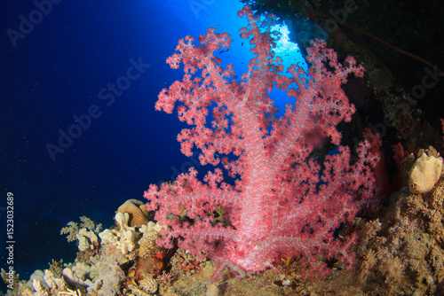 A pink soft coral stands out on the reef with the blue of the sea in the background.