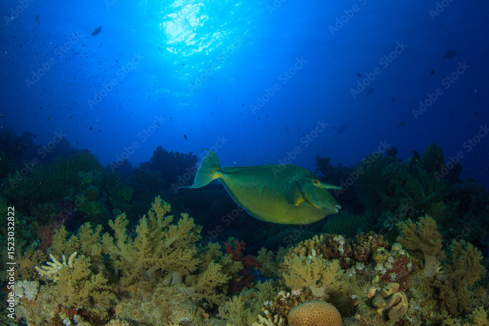 Fototapeta premium A tropical fish in shades of green swims over the reef with the sun on top of it.