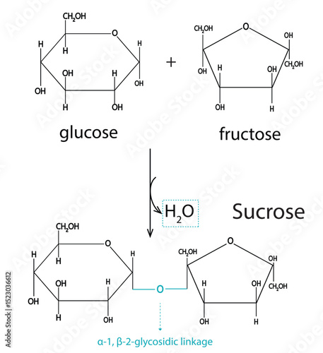Sucrose Formation Reaction Diagram – Vector Illustration of α-D-Glucose and β-D-Fructose Condensation with Glycosidic Bond. Medical and Biochemistry Vector Illustration