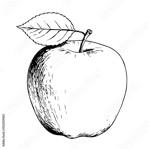 Fresh apple illustration with leaf. Detailed apple drawing, perfect for food packaging design. This apple sketch is ideal for labels, posters, and recipe books, enhancing food product presentation.