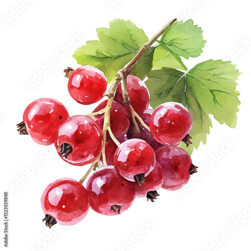 Ripe Currant Berries, watercolor painting vector, high quality, isolated on a white background.