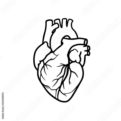 Detailed human heart anatomy drawing. Precise illustration of heart chambers, valves, and vessels.  Medical illustration perfect for educational materials, healthcare publications,