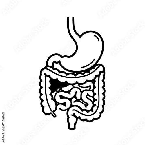 Human digestive system illustration showing stomach and intestines. Detailed anatomy drawing of upper gastrointestinal tract, including stomach, small intestine, and large intestine.