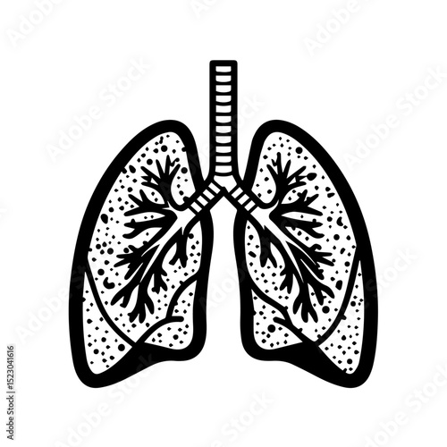 Detailed human lungs illustration. Lungs anatomy drawing with trachea and bronchi.