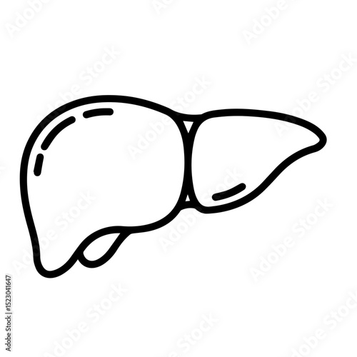 Human liver anatomy illustration. Detailed drawing of liver organ shows internal structure and lobes. This medical illustration is perfect for educational materials, anatomy textbooks,