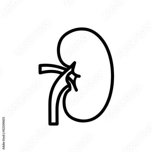 Human kidney anatomy illustration showing renal artery and vein. Detailed line drawing of healthy human kidney for medical educational materials.