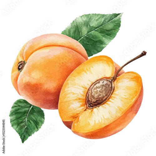 Ripe Apricot, watercolor illustration vector, high quality, isolated on a white background.