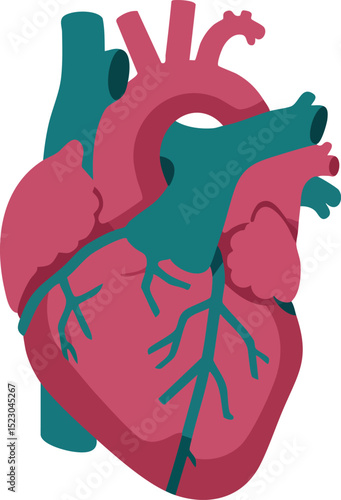 Human heart anatomy illustration with veins and arteries detailed vector image 