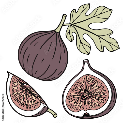 Collection set of Fig In different perspectives