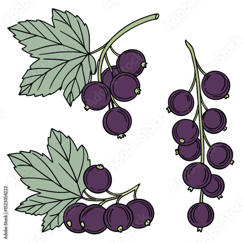 Collection set of Black currant In different perspectives