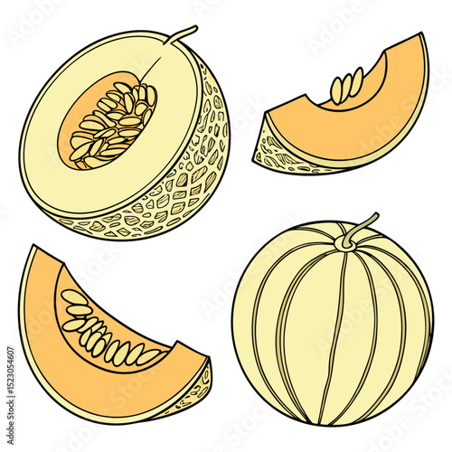 Collection set of Cantaloupe In different perspectives