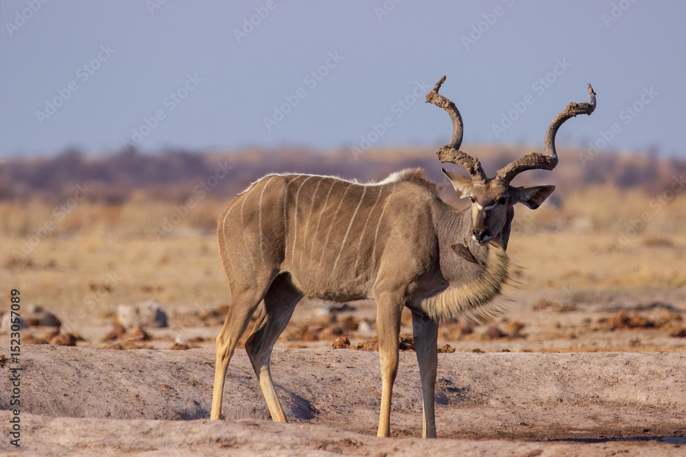 Kudu at the Waterhole Kudu at the Waterhole