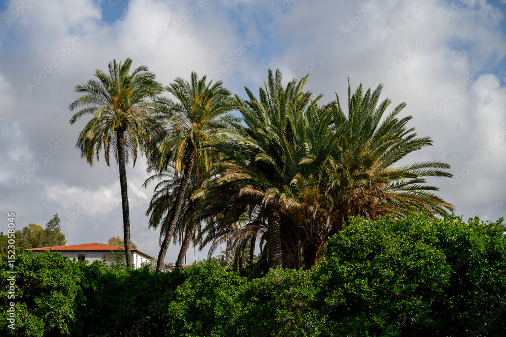 Fototapeta premium Date palm trees against the blue sky in Cyprus