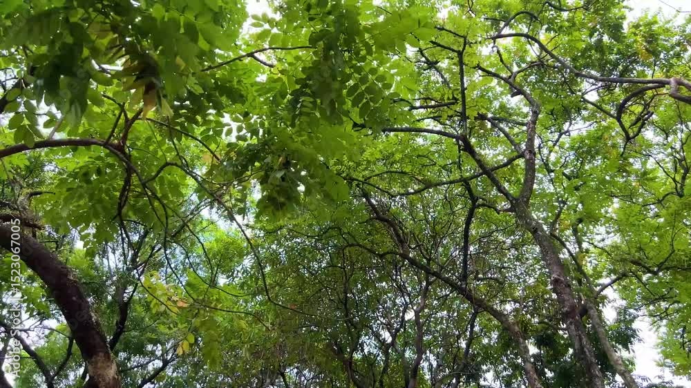 Looking up in forest, walking under trees. Bottom up view sunny green foliage trees afternoon summer. Walking under trees through forest sunlight. Natural green leaves plants spring background.