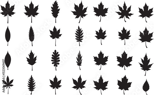 Collection of Leaf Silhouettes – Botanical Variety and Shapes Vector White Background 