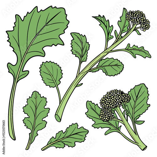 Collection set of Rapini (Broccoli rabe) In different perspectives