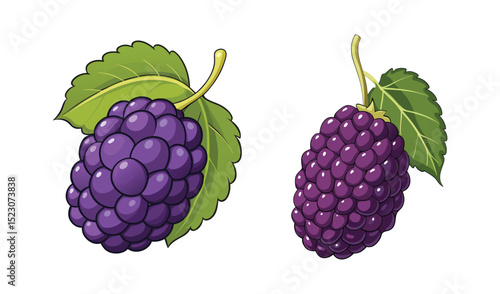 Photo of two juicy blackberries, plump and dark purple, hang from their green leaves, isolated on white background