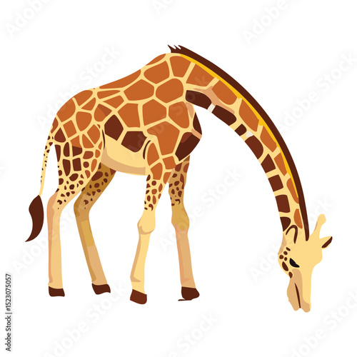 Tall Giraffe Bending Neck To Drink