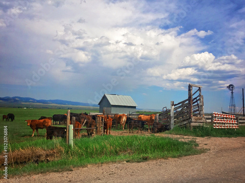 Ranch Cattle Gathered Near Loading Chute Under a Big Sky