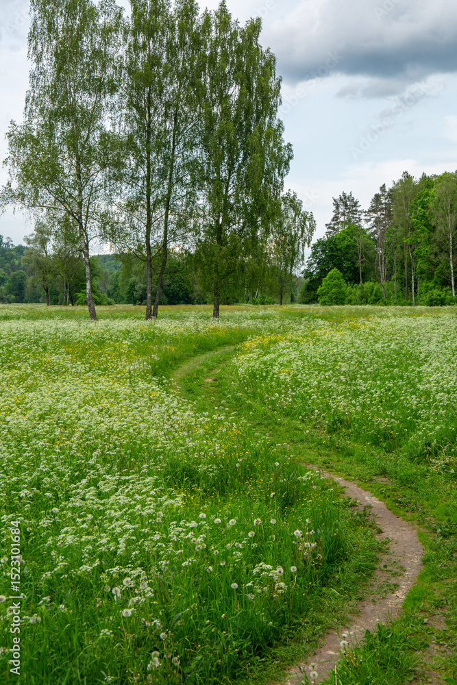 Obraz premium Beautiful wild and natural blooming meadow in Sigulda Gauja National Park in Latvia in June