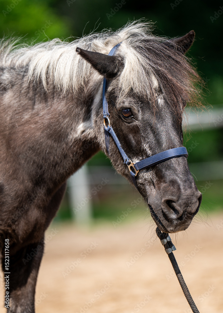 Obraz premium An old gray horse close up. Gray hair on muzzle and mane, return features. Portrait of animal. Concept of wisdom, age, nature.