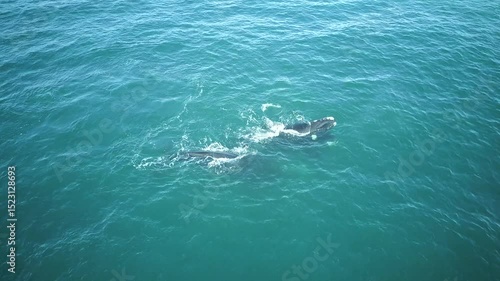 Whales in South Africa by Drone