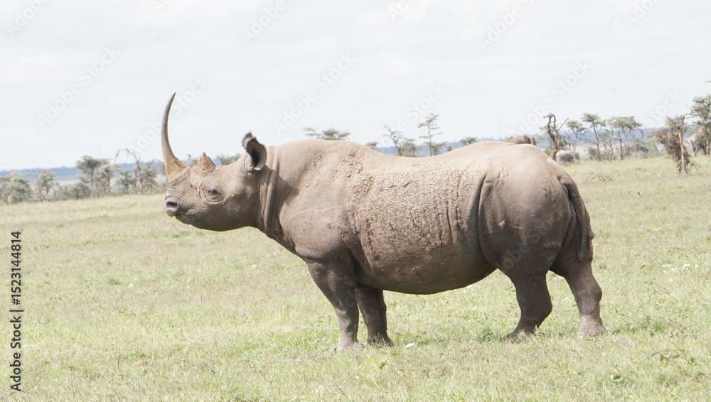 Fototapeta premium A black rhino in the park