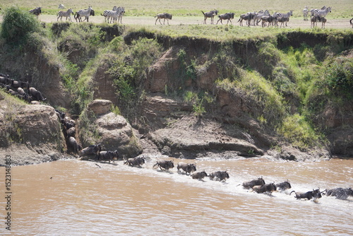 A group of animals watch others crossing Mara river.